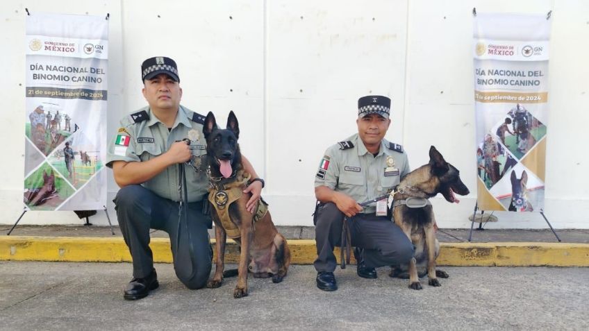 Binomios caninos logran 69 aseguramientos en Veracruz