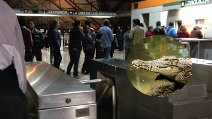 ¡Insólito! Hallan cocodrilo en estación Río de los Remedios en Línea B del Metro