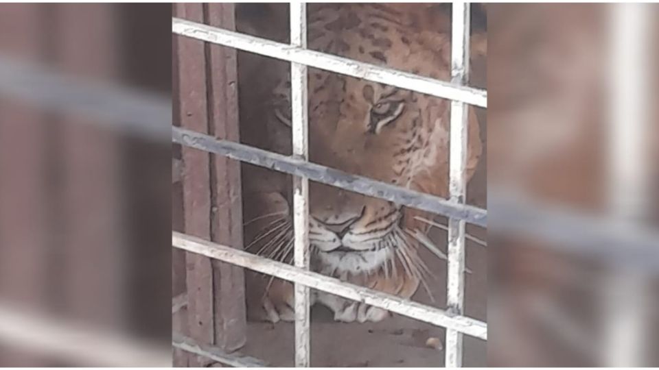 El felino cruza de un león con una tigresa quedo bajo el resguardo de PROFEPA