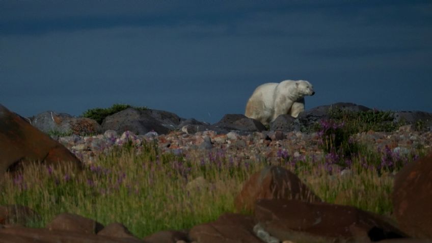 Policías matan en Islandia a un oso polar que se acercó a una cabaña habitada por una anciana