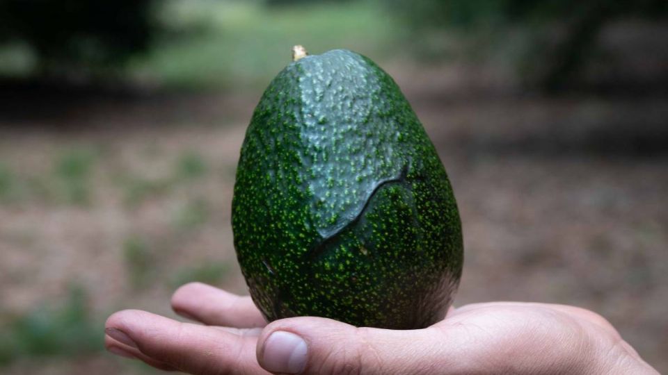 Huertas aguacateras en Michoacán