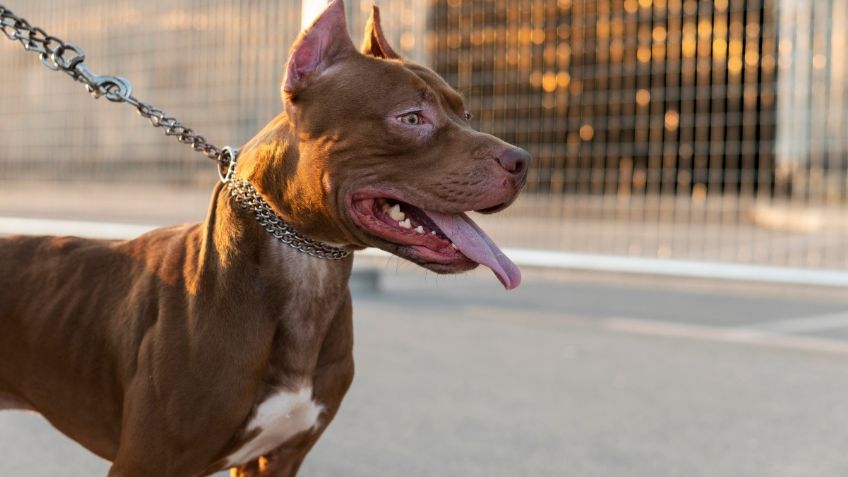 Dos mujeres son brutalmente atacadas por un par de perros en el parque; un conductor las salvó