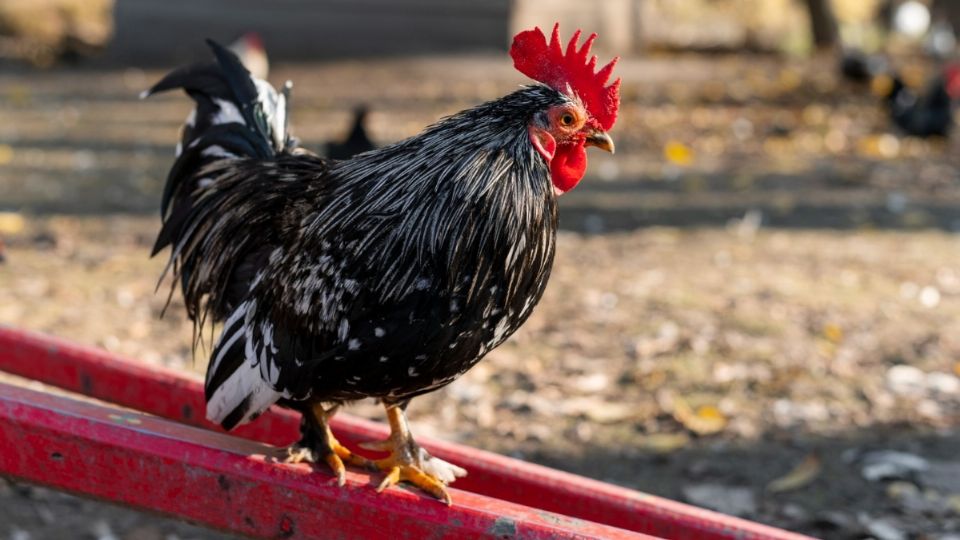 La riña se desató en una pelea de gallos.