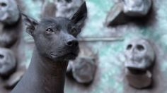 Día de Muertos 2024: ¿por qué los perros de la raza xoloitzcuintle se asocian con esta festividad?