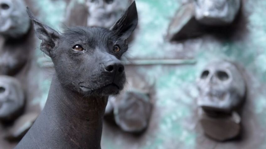 Día de Muertos 2024: ¿por qué los perros de la raza xoloitzcuintle se asocian con esta festividad?