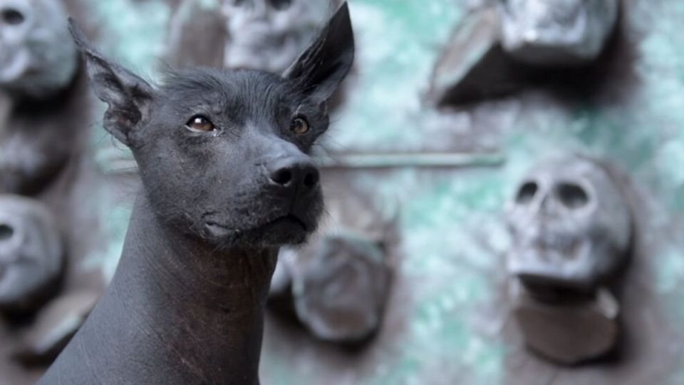 Los perros xoloitzcuintle son un elemento cultural sumamente relevante en nuestro país, ya que se trata de una raza de perro originaria de México y una de las más antiguas en todo el mundo.