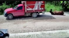 IMÁGENES DESGARRADORAS: hombre arrastra a un caballo con su camioneta por varios metros