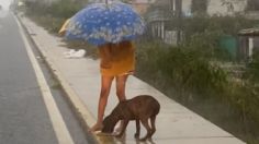 VIDEO: niña conmueve en redes al alimentar a perrito callejero durante el huracán en Guerrero