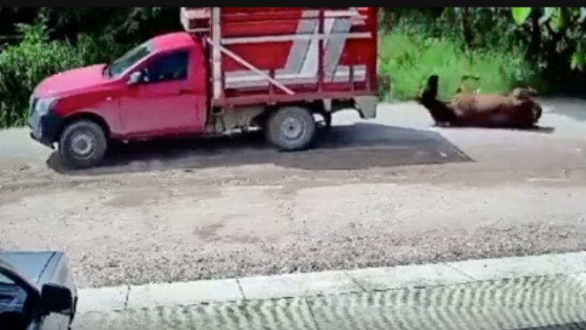 IMÁGENES DESGARRADORAS: hombre arrastra a un caballo con su camioneta por varios metros