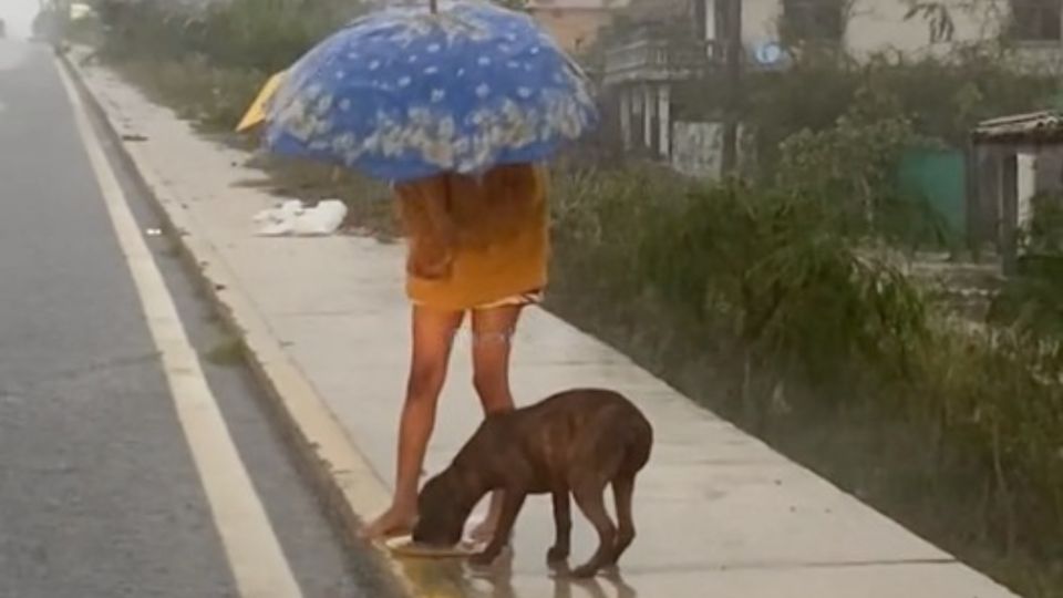 Una niña alimenta a un perrito callejero durante el paso del huracán en Guerrero