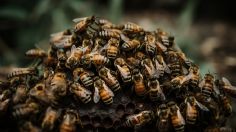 Una niña oía "monstruos" dentro la pared de su habitación: en realidad había 60,000 abejas