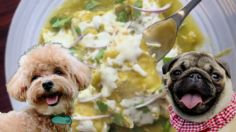 Enchiladogs, aprende a preparar esta rica receta de enchiladas verdes para consentir a tus perritos