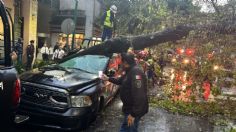 VIDEO: momento exacto en el que un enorme árbol aplasta una patrulla en la colonia Juárez tras las fuertes lluvias