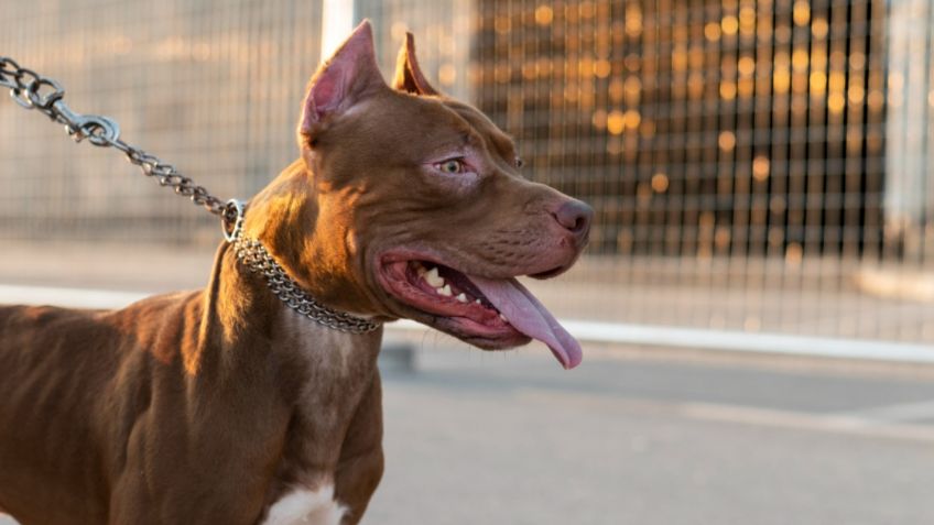 Mujer ciega muere tras ser atacada por sus mascotas, dos perros pitbull talla XL