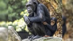 Chimpancé Natalia suelta a su bebé fallecido tras cargarlo durante siete meses de duelo