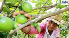 Crece comercio del limón en México