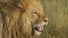 IMÁGENES FUERTES: león devora a su entrenador en plena función frente a decenas de turistas