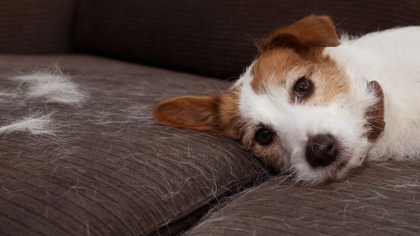 Cuáles son las fechas en las que los perros y gatos cambian el pelaje