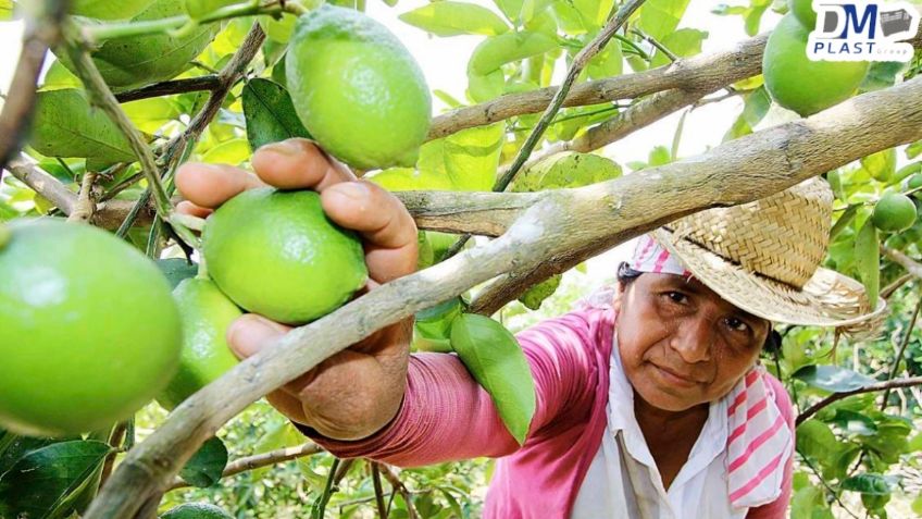 Crece comercio del limón en México