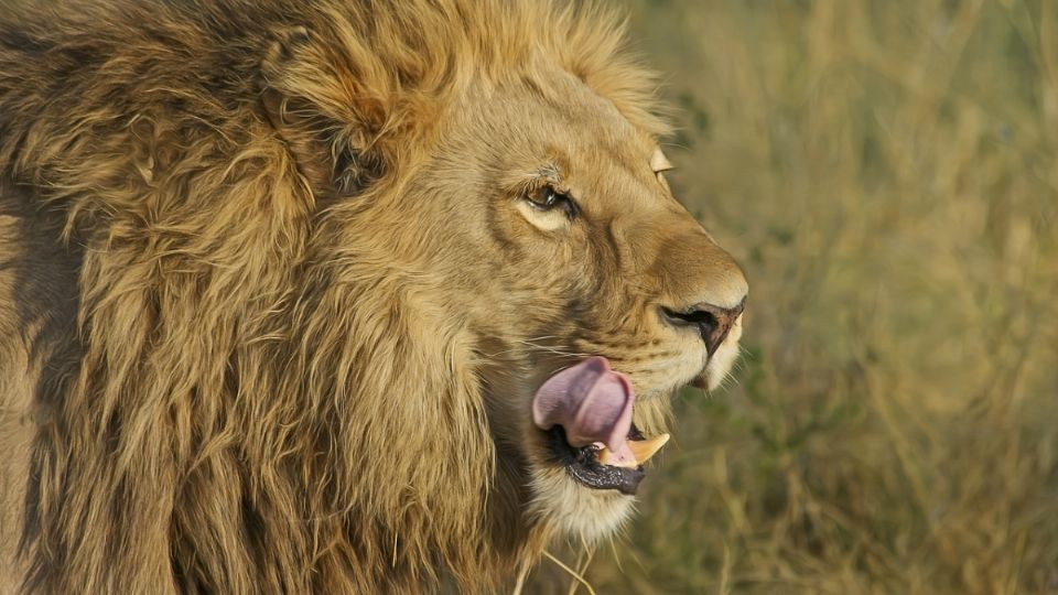 El hombre iba a alimentar al león cuando fue atacado.