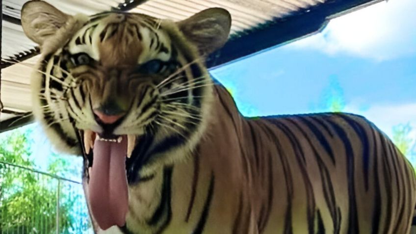 Un tigre escapa de su jaula en Reynosa, Tamaulipas, emiten alerta para no acercarse a él