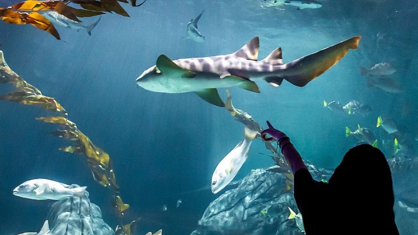 ¿El Acuario Michin abrirá el lunes 16 de septiembre?