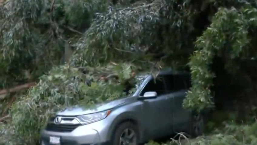 Cae un árbol sobre dos vehículos en Colina del Sur, en Álvaro Obregón