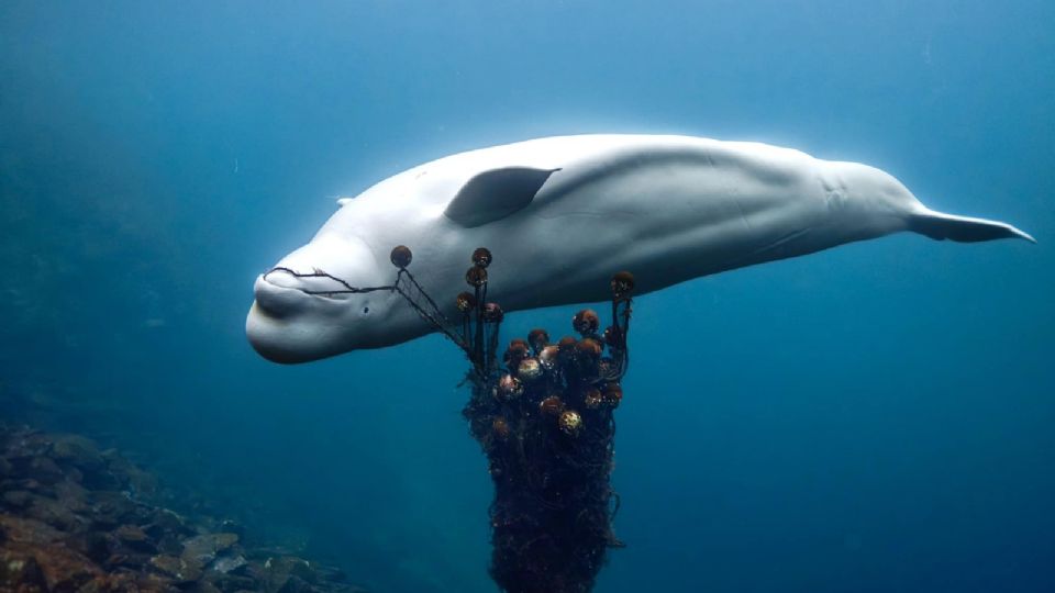 La famosa beluga, en una fotografía de mayo de este año.