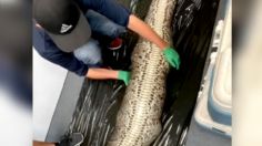 VIDEO Pitón se atraganta un lagarto de metro y medio y muere en el acto