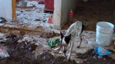 Rescatista mantenía a 17 perros en condiciones deplorables en vivienda de Querétaro