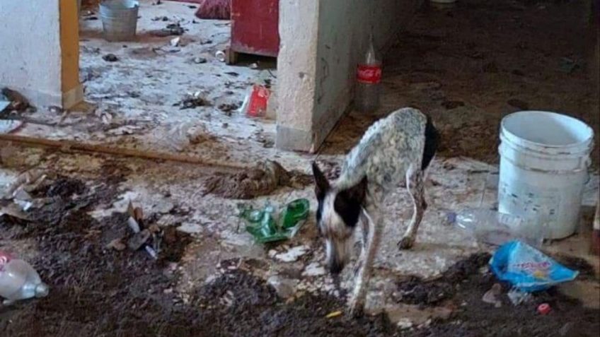 Rescatista mantenía a 17 perros en condiciones deplorables en vivienda de Querétaro