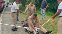 ¿Por qué aparecen cocodrilos fuera de la Laguna del Carpintero en Tampico? Esta semana atraparon 7