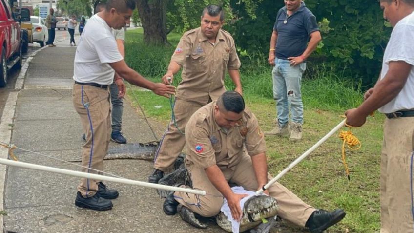 ¿Por qué aparecen cocodrilos fuera de la Laguna del Carpintero en Tampico? Esta semana atraparon 7