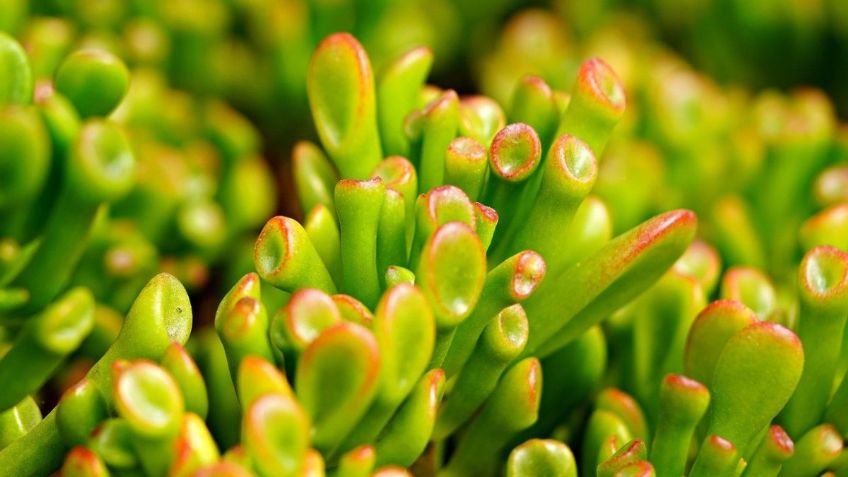 Árbol de jade tricolor; aprende a crear la mejor planta para atraer la fortuna a tu casa