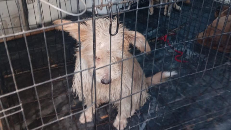 El perrito fue abandonado por sus dueños en la avenida Vicente Guerrero en Ciudad Juárez, Chihuahua.