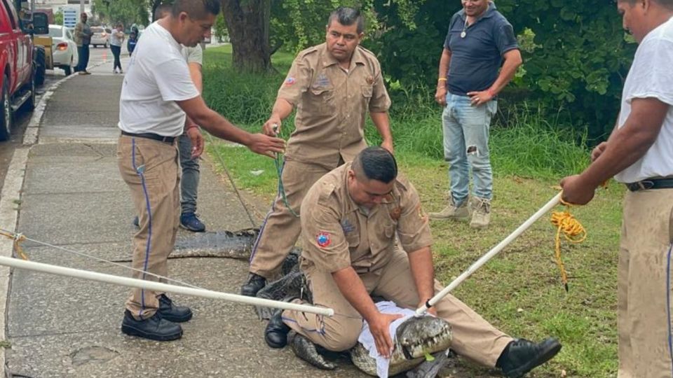 El gobierno local ha buscado nuevas estrategias para controlar a estos animales