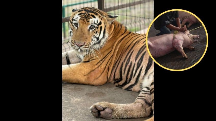 Reportan primer ataque de tigre suelto en Reynosa: las víctimas fueron dos cerditos