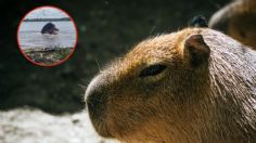 Captan ataque de capibara a adolescente mientras jugaba en el lago