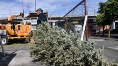 Cambia tu árbol de Navidad por una planta en estos centros de acopio de la CDMX