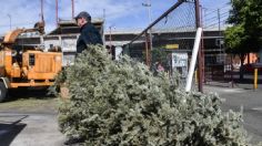 Recolectan más de 600 árboles de Navidad en la Benito Juárez