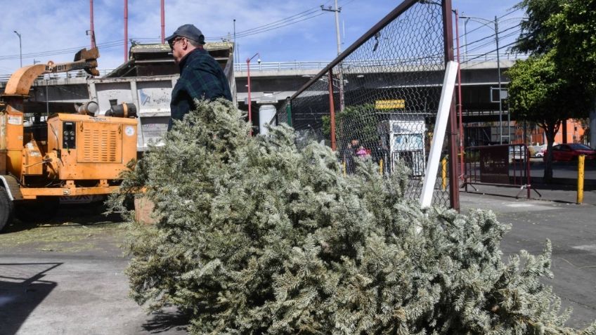 Recolectan más de 600 árboles de Navidad en la Benito Juárez