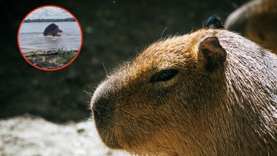 Un capiraba agredió a su dueña, una la menor que jugaba en el lago.