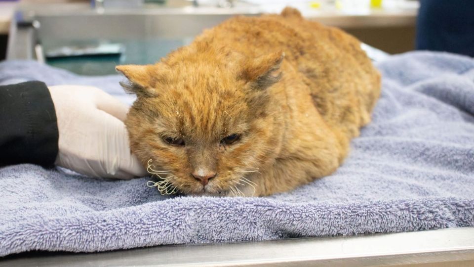 Gatos, perros y otros animales fueron rescatados de los incendios.