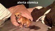 Los MEMES que dejó el SISMO de esta madrugada y sus más de 163 réplicas