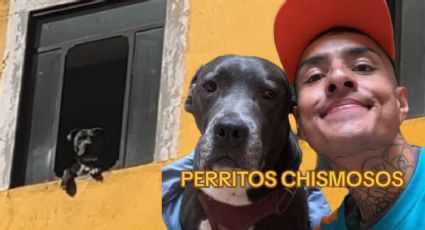 ¿Quién es el "perrito más chismoso de Puebla"? Tras hacerse viral, Fer Carnal da horarios para ir a gritarle