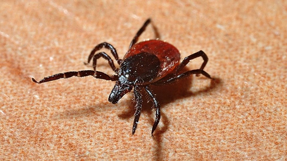 Las garrapatas están presentes en animales de compañía.