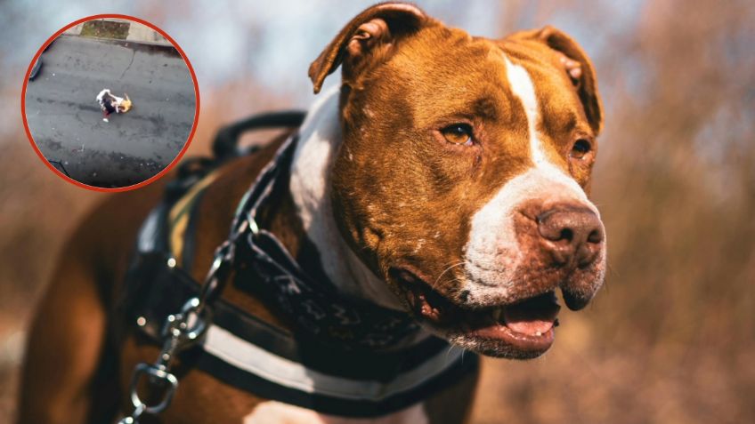 Dos perros pitbulls atacan ferozmente a un hombre y lesionan a varias personas más | VIDEO