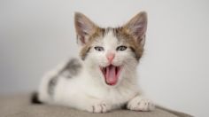 Mascotas: los 5 consejos sencillos para que tu gato alcance la felicidad