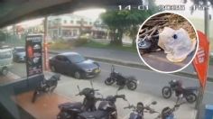 Motociclista muere en plena calle tras ser aplastado por un enorme árbol | VIDEO FUERTE