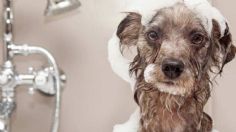 Veterinarios revelan cuándo es correcto bañar a un perro